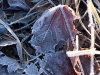 frost-1