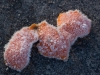 frost-10