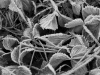 frost-11