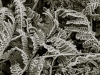 frost-12