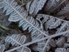 frost-2