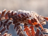 frost-3