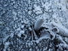frost-4