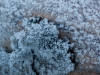 frost-5
