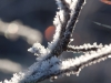 frost-6