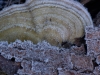 frost-7