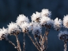 frost-9